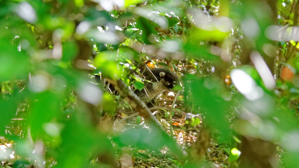 07 - Monterverde (07).jpg